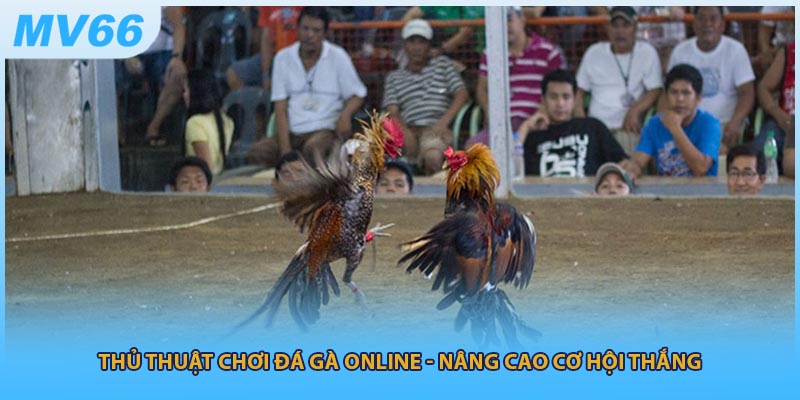 Thủ Thuật Chơi Đá Gà Online - Nâng Cao Cơ Hội Thắng