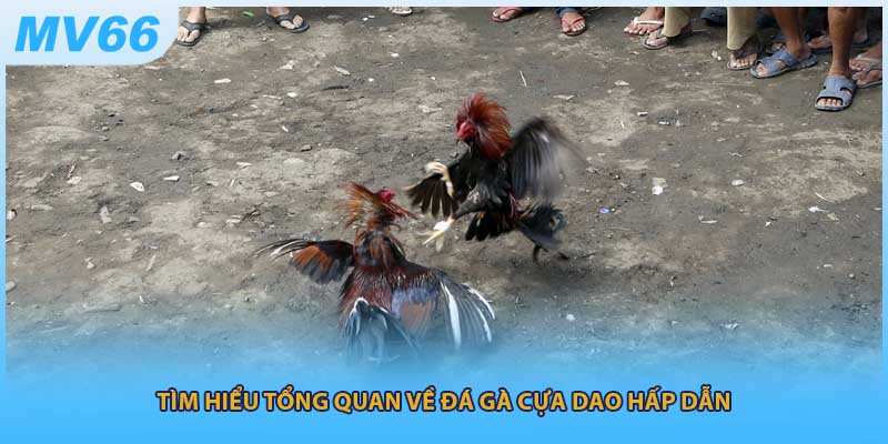 Tìm hiểu tổng quan về đá gà cựa dao hấp dẫn